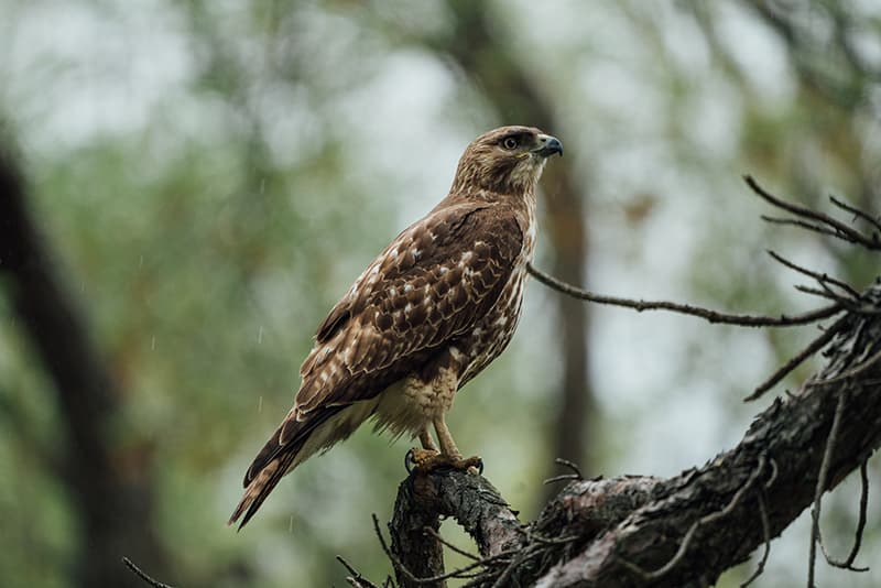 <b>Pase gratuito a los Parques Estatales</b>
<br>
<br>A partir del jueves 27 de mayo, el Departamento de Protección Ambiental de Nueva Jersey ofrecerá un pase gratuito para los 51 parques estatales. Los residentes que reciban al menos una dosis de la vacuna COVID-19 antes del 4 de julio de 2021 son elegibles.