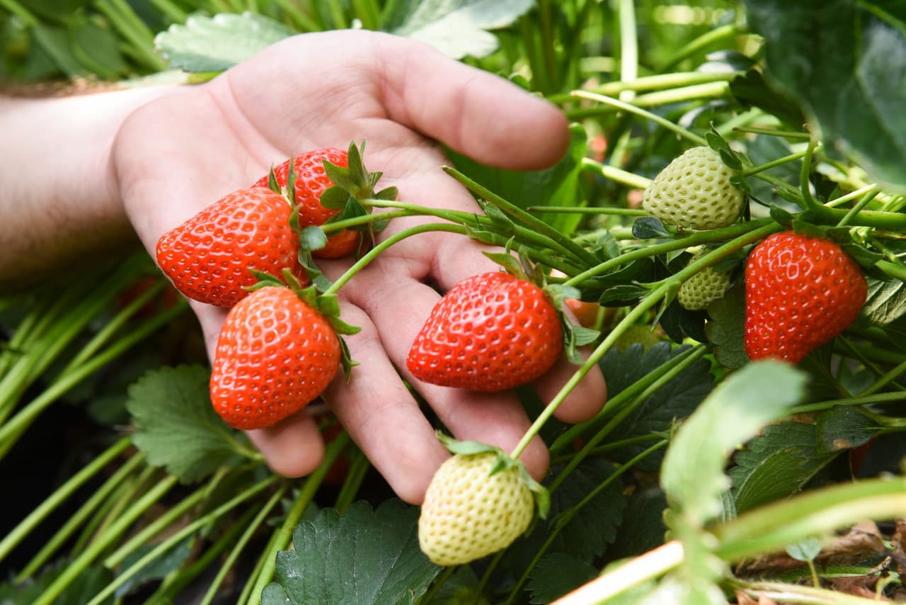 Estas fresas de una famosa marca podrían provocarte hepatitis; la FDA ya las investiga