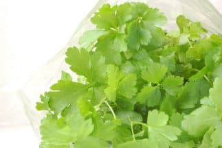 Cilantro (coriander)