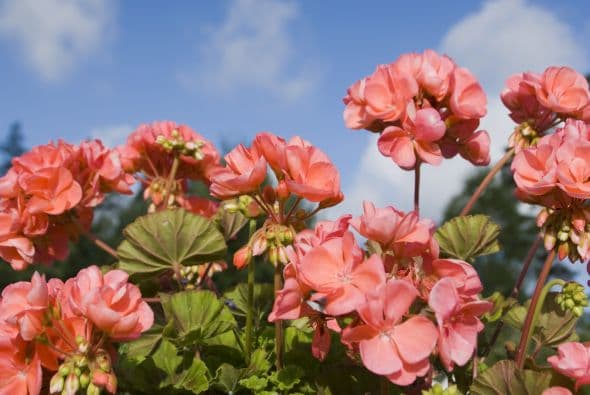 2) Geranios. Son un clásico, y si bien tradicionalmente venían en rojo, rosado o blanco, ahora los encuentras en tono salmón, anaranjado suave y otros nuevos colores.