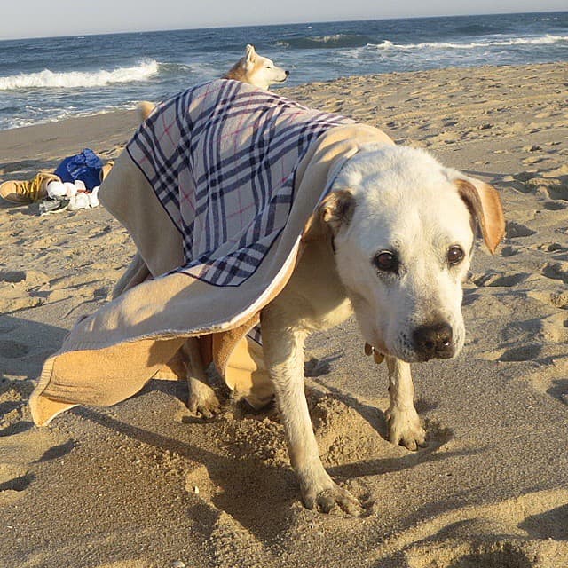 Le encanta la playa de Jersey Shore. No hay nada como sentir la arena en sus patitas.