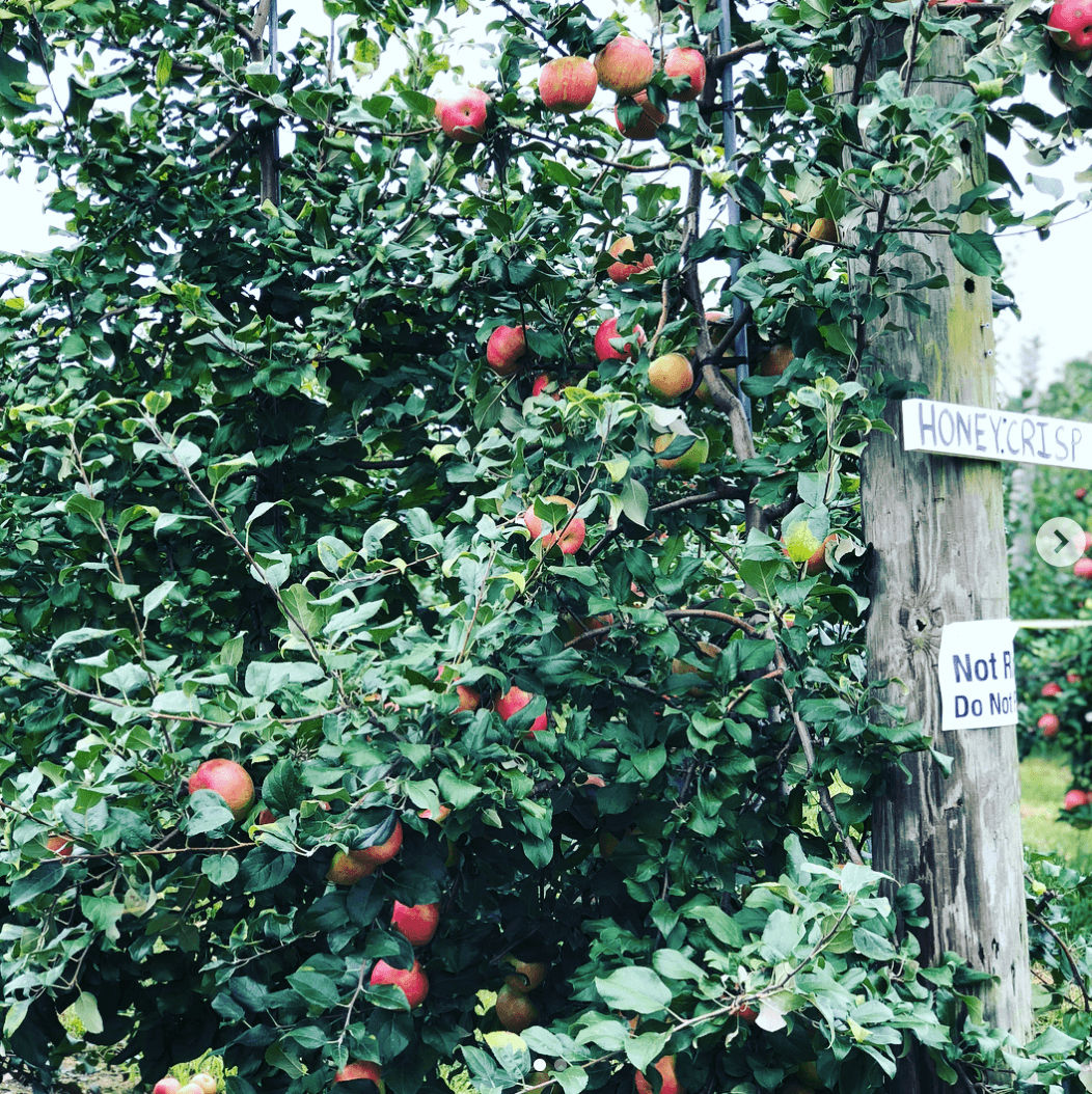 <b>Highland Orchards </b>
<br>
<b>Fechas de apertura</b>: hasta finales de octubre, de martes a viernes de 11 a.m. a 5 p.m., conduciendo usted mismo hasta un lugar de recolección. Podrá conducir usted mismo a un área apropiada del campo. Sábado a domingo de 9 a.m. a 5 p.m. Los viajes en lanzadera funcionan al 50% de su capacidad. Las actividades especiales se realizan desde el mediodía hasta las 5 p.m. los fines de semana.
<br>
<br>
<b>Conducir desde Filadelfia:</b> 1 hora (1000 Marshallton-Thorndale Road, West Chester)
<br>