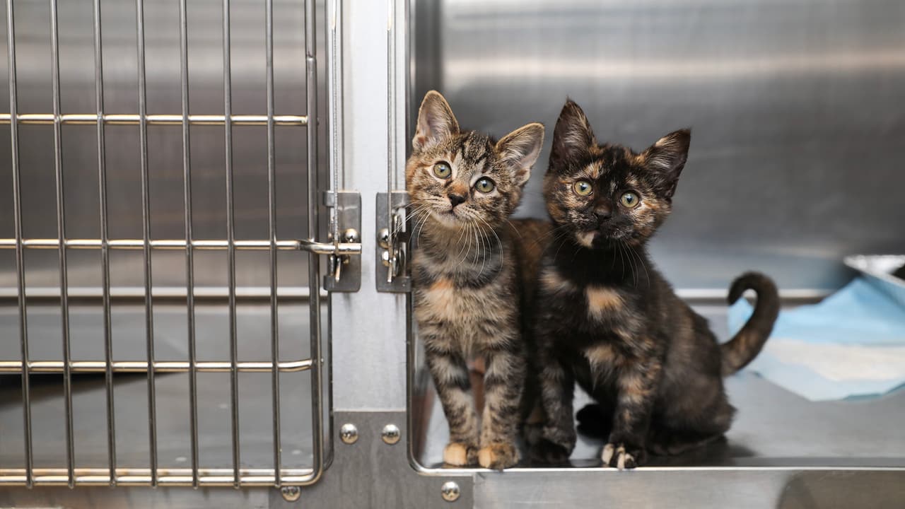 Hasta un tercio de todos los perros y gatos en los EE. UU. desaparecerán en algún momento de sus vidas y alrededor del 80 % nunca se encontrarán, según la Asociación Protectora de Animales de los Estados Unidos.