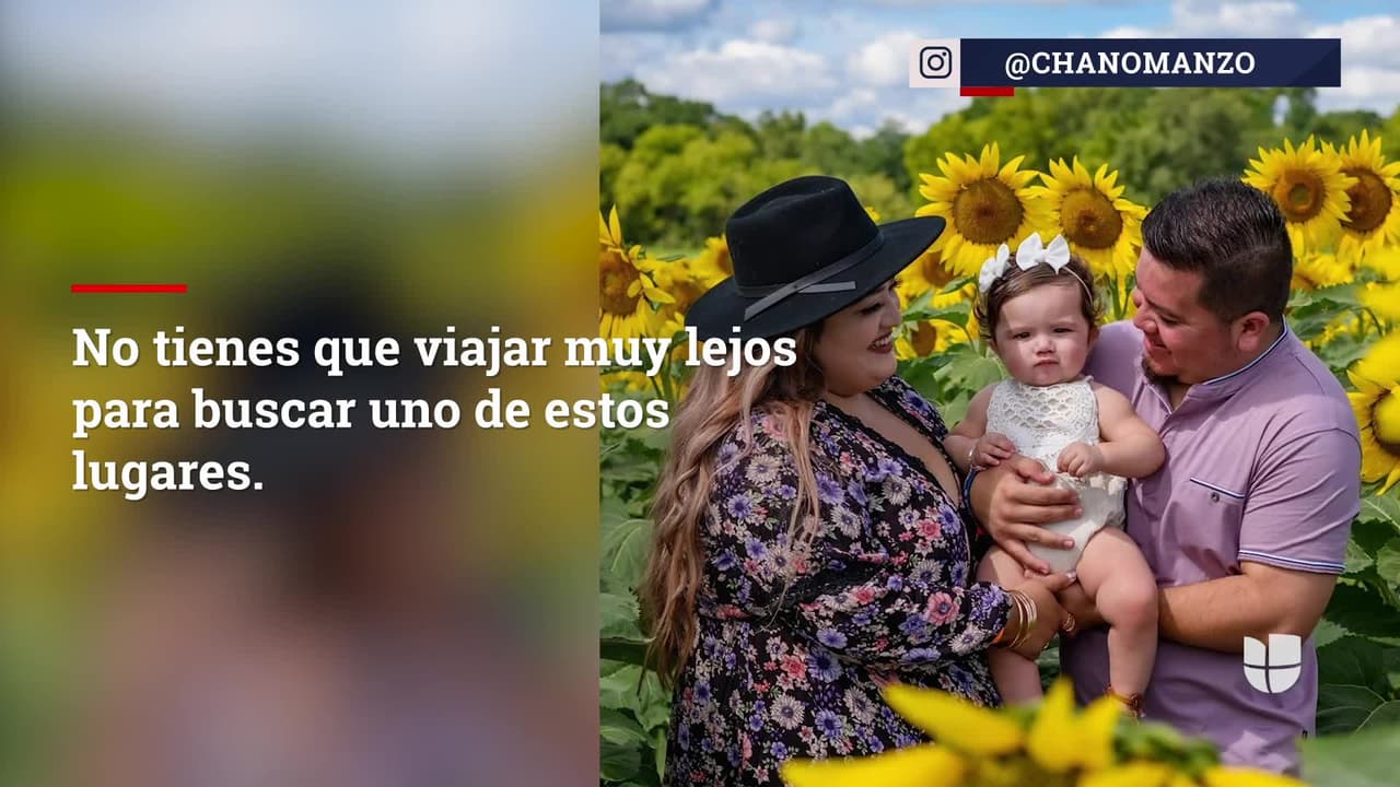 El campo de girasoles que todos quieren en su Instagram está también en Chicago