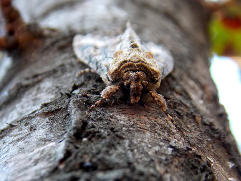 Pero finalmente no se ha comprobado que estas criaturas estén relacionadas con sucesos negativos, mala suerte, accidentes y mucho menos muertes. Simplemente son supersticiones que se han hecho populares desde hace muchísimo tiempo atrás y que, lamentablemente, les haya creado 'mala fama', tanto que la gente prefiere matarlas que liberarlas o ignorarlas.