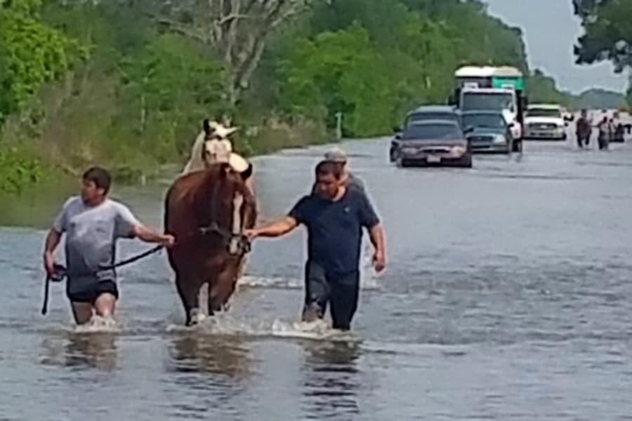 Imágenes tomadas en el área de Peek Rd., en Katy.