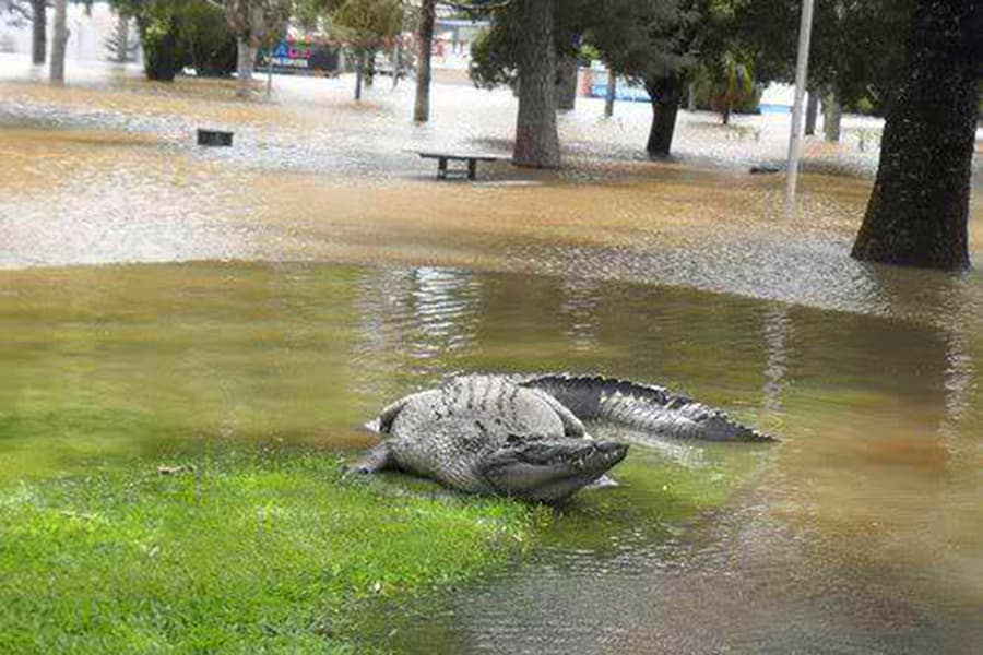 Los caimanes han sido observados fuera de sus habitats. Foto tomada en Katy.