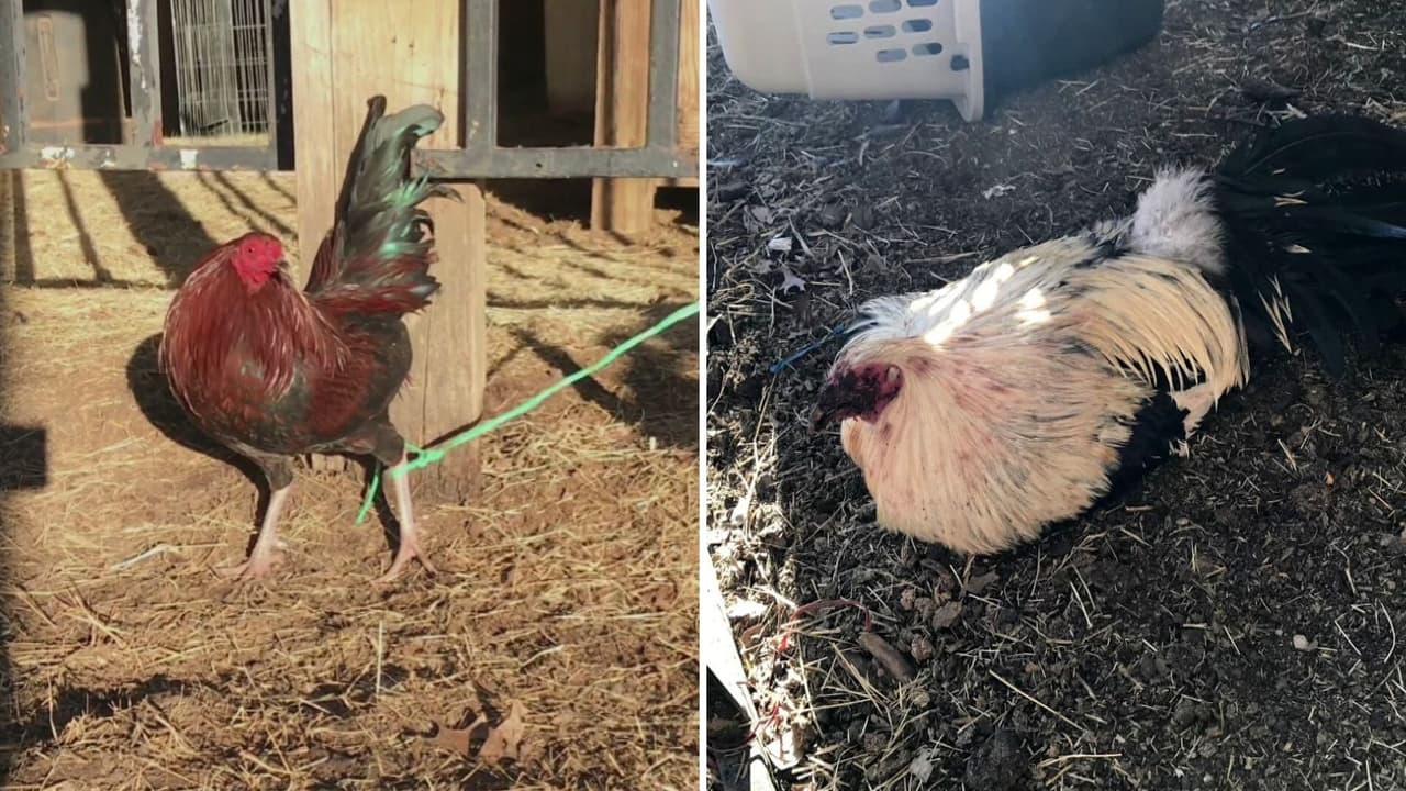¿Qué pasa con las aves rescatadas de lugares de peleas de gallos clandestinas? Autoridades explican 