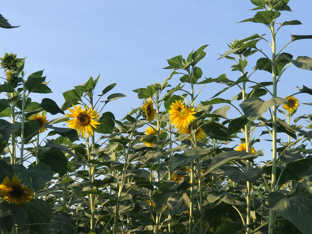 El sembradío de girasoles también es otra atracción del paseo. Las plantas miden más de 10 pies de altura.