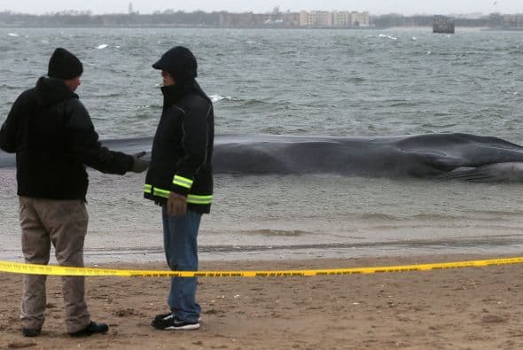 Los especialistas han estado intentando, sin éxito, salvarle la vida, según fuentes policiales.