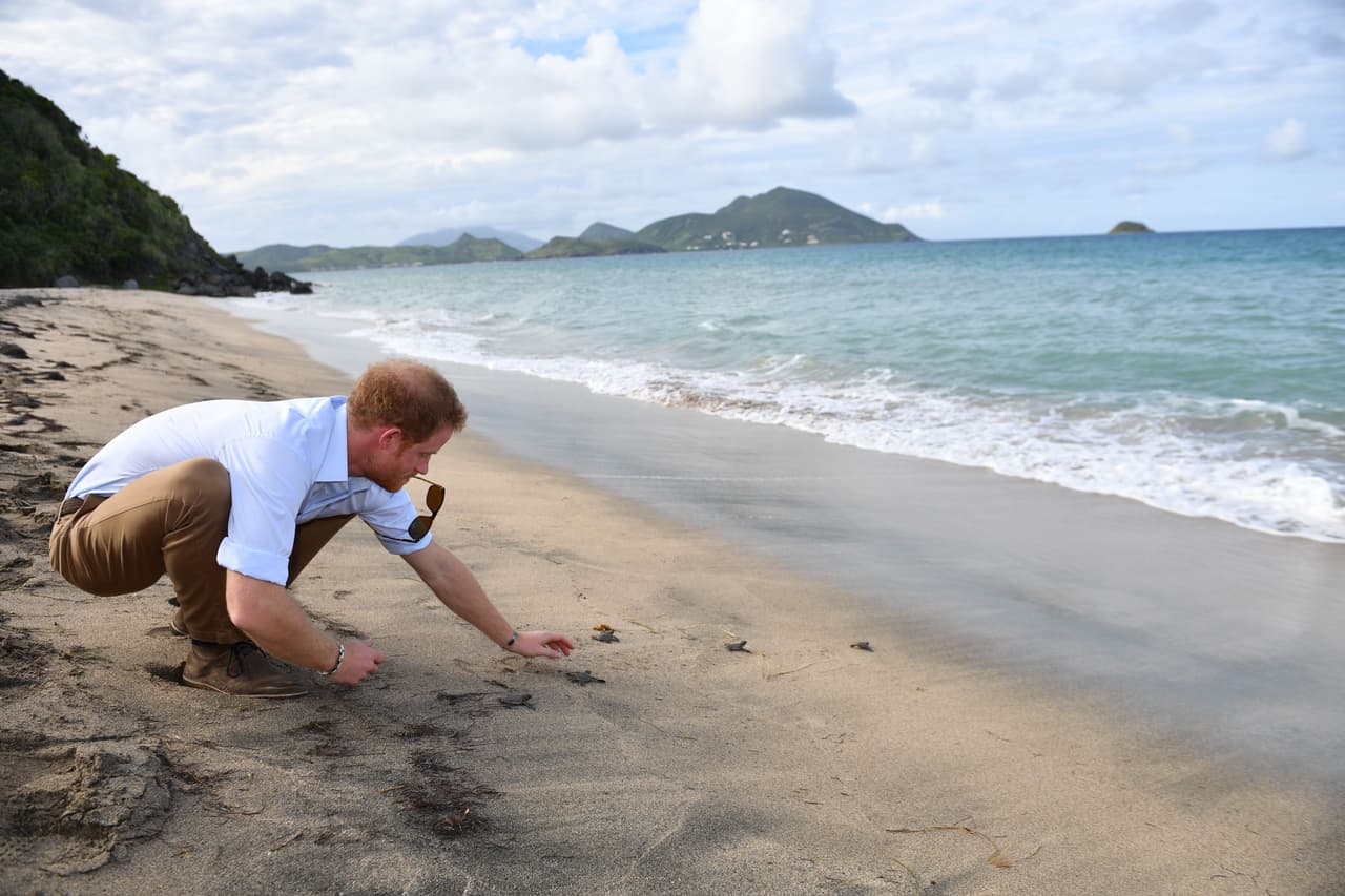 Le dieron varias tortuguitas para liberar en el océano.