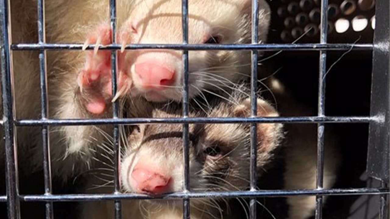 El primer reporte de las autoridades indicó que había hallado 150 animales.