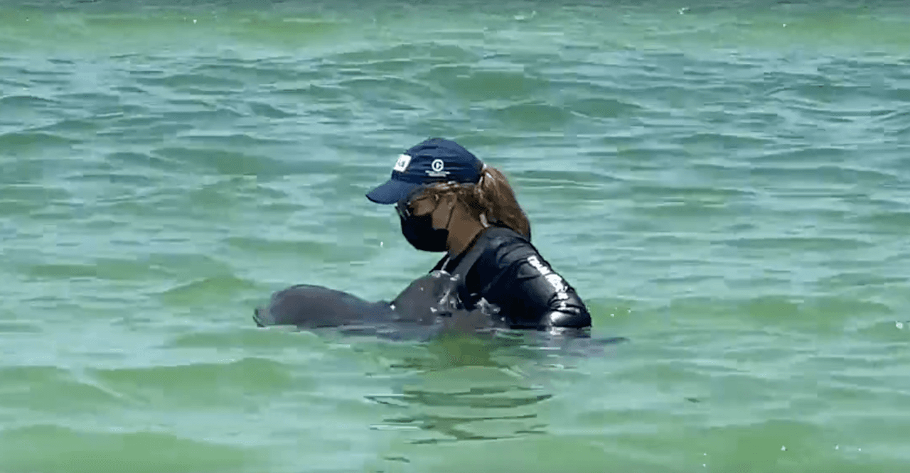 Un delfín bebé fue rescatado este miércoles en Clearwater.