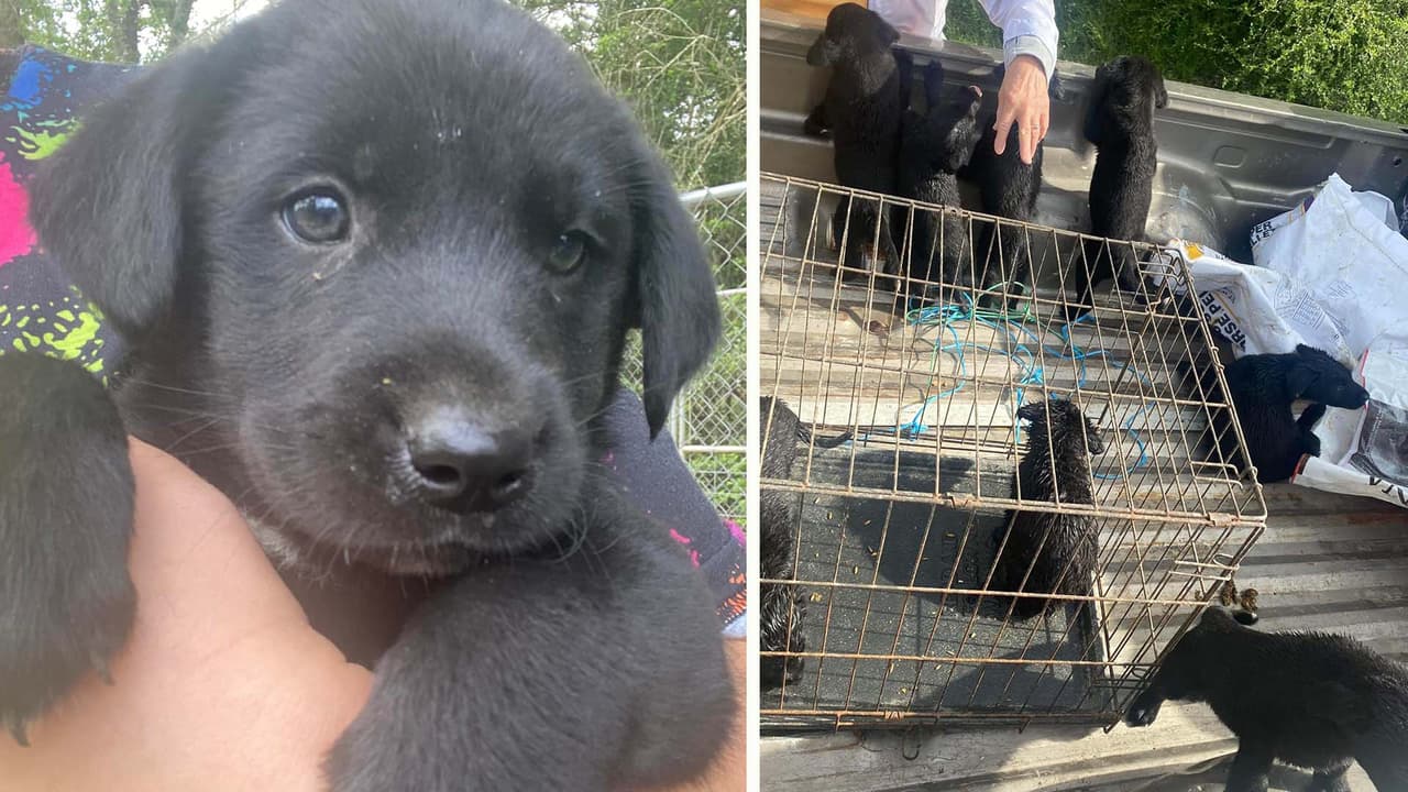 Los cachorros, mezcla de labrador de color negro, fueron hallados dentro de bolsas amarradas y en una zanja en el área de Crosby al noreste de la ciudad de Houston.
