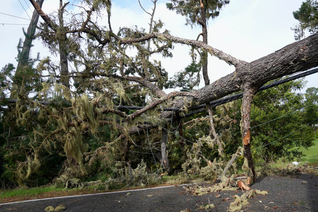 Un árbol caído y líneas eléctricas se muestran en Pebble Beach, California, el domingo 4 de febrero de 2024. (Foto AP/Ryan Sun)