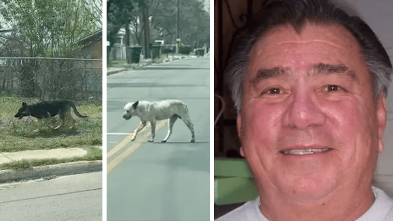 La Ciudad de San Antonio dijo que está investigando otros reportes al 911 y al 311 relacionados con perros, sin emabrgo, los perros callejeros son un problema recurrente en muchas zonas.
