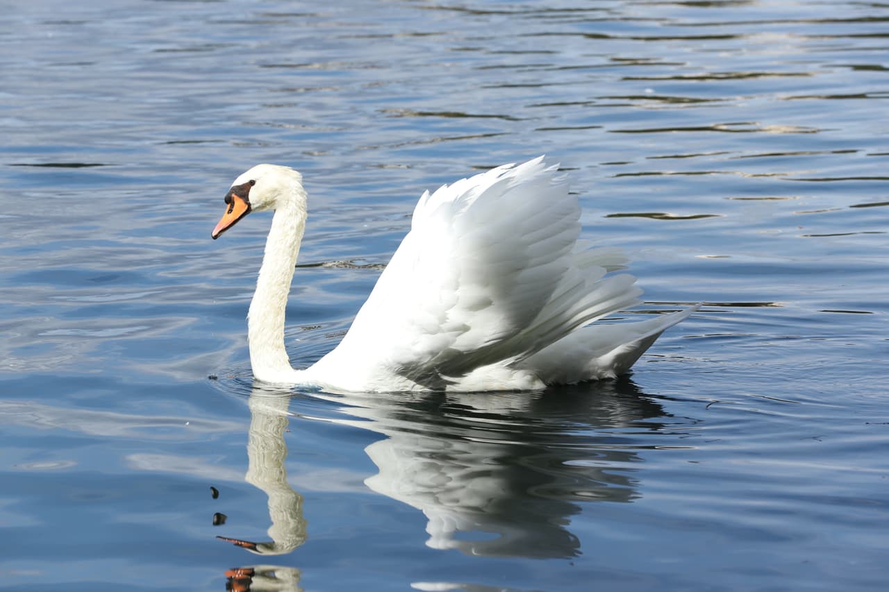 El cisne mudo (Cygnus olor) es una especie originaria de Europa y Asia, con plumaje blanco y pico naranja bordeado de negro. Introducido en América del Norte, Australasia y África del Sur, se distingue por su carácter menos vocal y el prominente tubérculo en el pico.