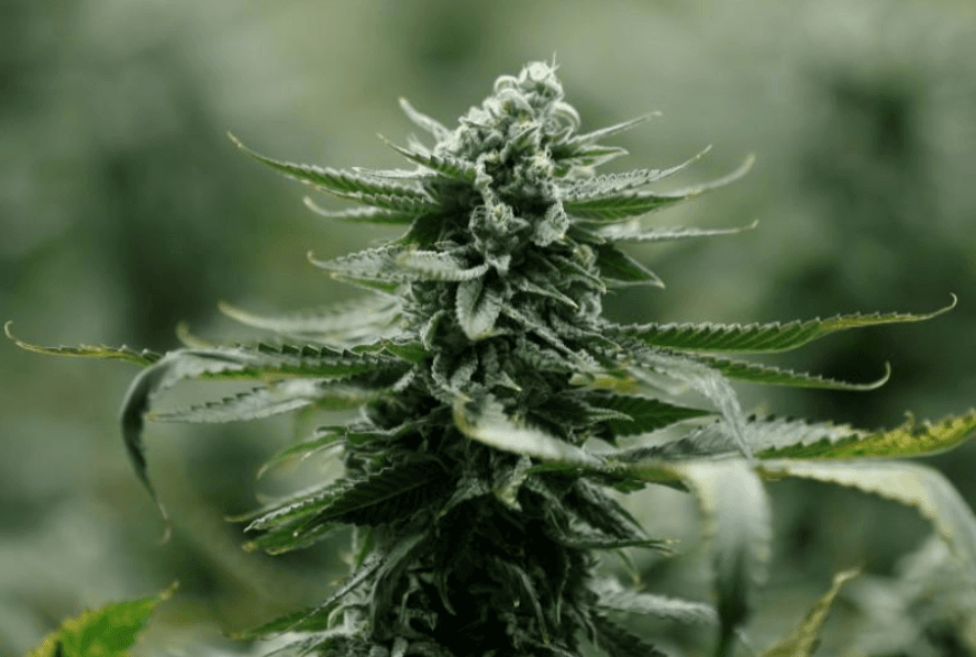 La FDA aprueba el primer medicamento hecho a base de marihuana medicinal