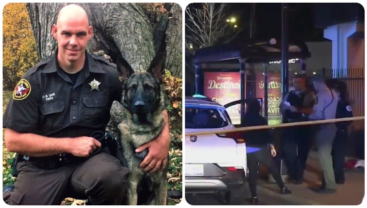 Mejora Riggs, el perro "héroe" que recibió un balazo al detener al sospechoso de dos asesinatos en Logan Square 