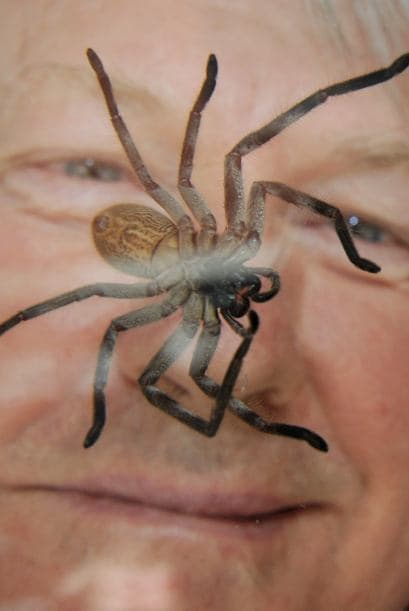 El intrépido hombre se aventurará a encerrarse con arañas del tipo 'redbacks', una especie de arácnido caracterizado por llevar un lunar rojo en la espalda.