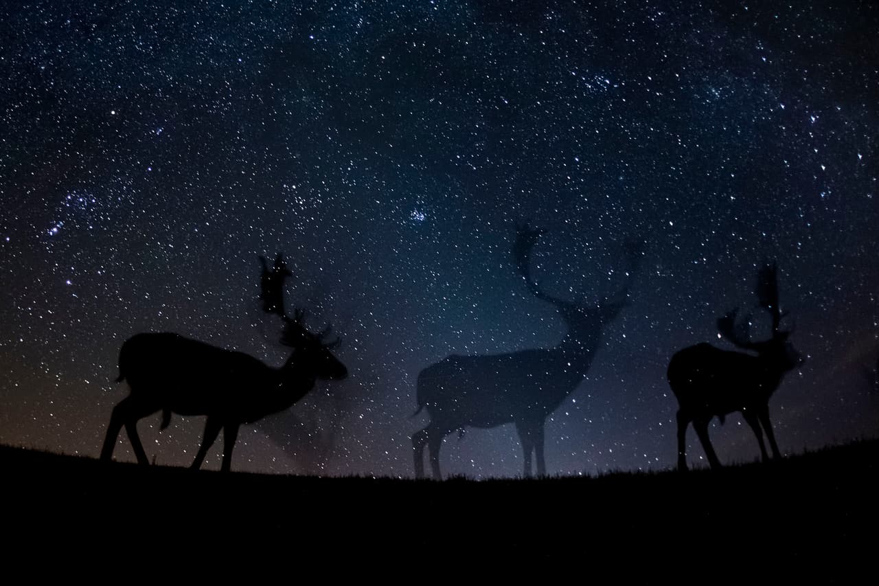 Ciervos y las estrellas del cielo africano.