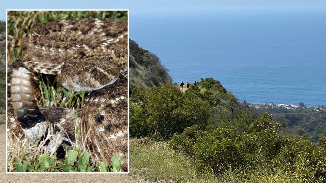 Tus paseos durante los cálidos días de primavera pueden ser memorables, pero también tienen riesgos que incluyen plantas venenosas, serpientes de cascabel, animales enfermos y hasta osos hambrientos. Ten en cuenta las recomendaciones de expertos para que disfrutes de tus paseos justo a la vida silvestre sin complicaciones.