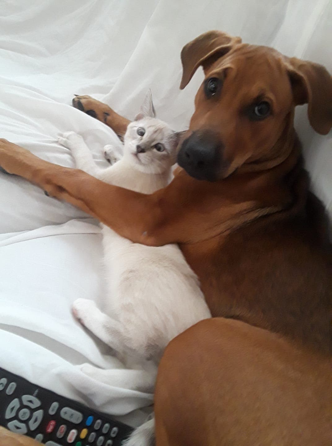 "Ella es mi hija perruna se llama jaki y la gatita se llama oreo", dice Lupe Fonseca.