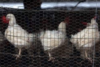 En enero de ese año, la gripe aviar cobra su primera víctima en Turquía.