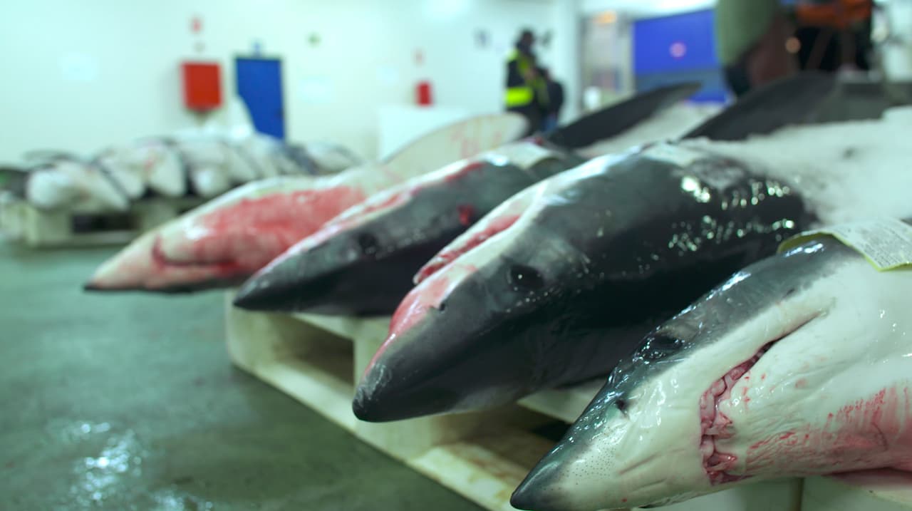 Cazando al depredador: la pesca de tiburones en Europa