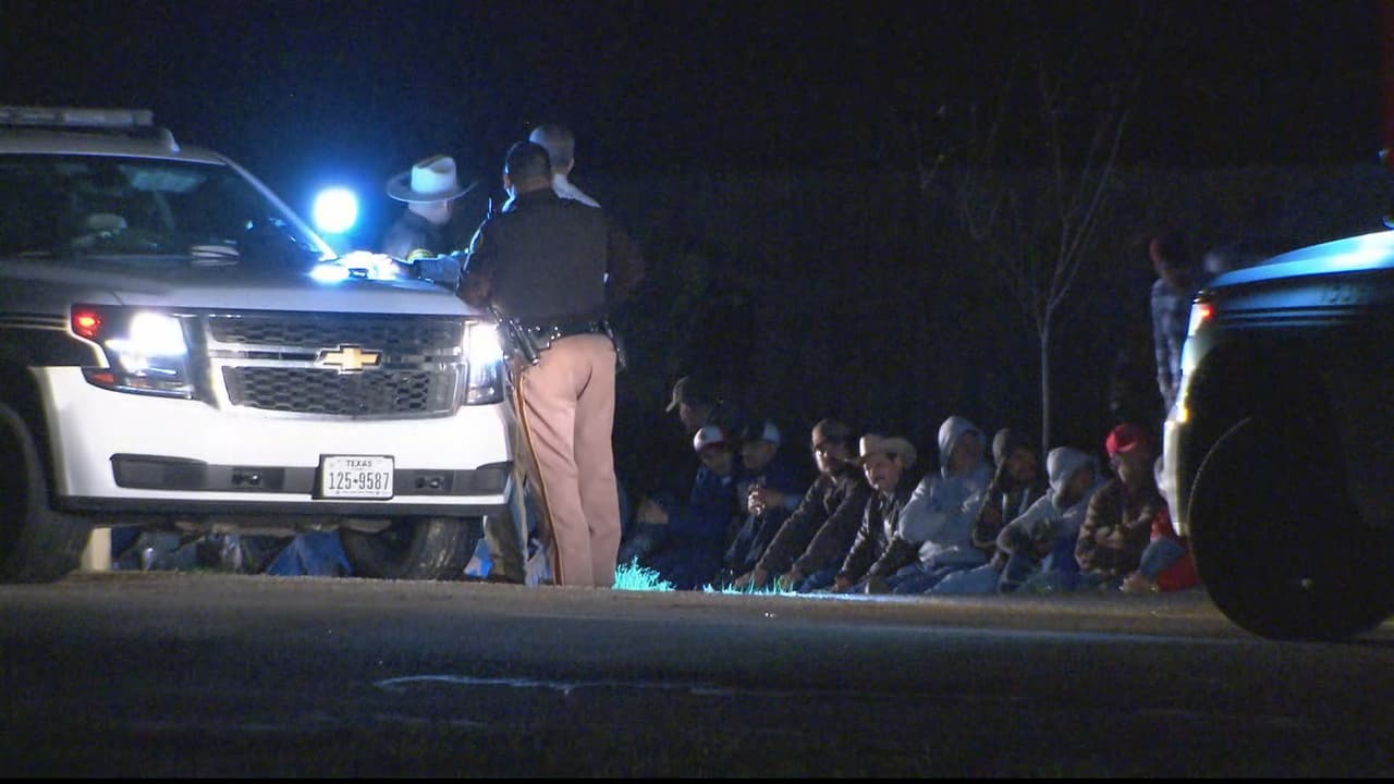 Rescatan 165 gallos y arrestan a 50 personas en un evento de peleas clandestinas en Texas 