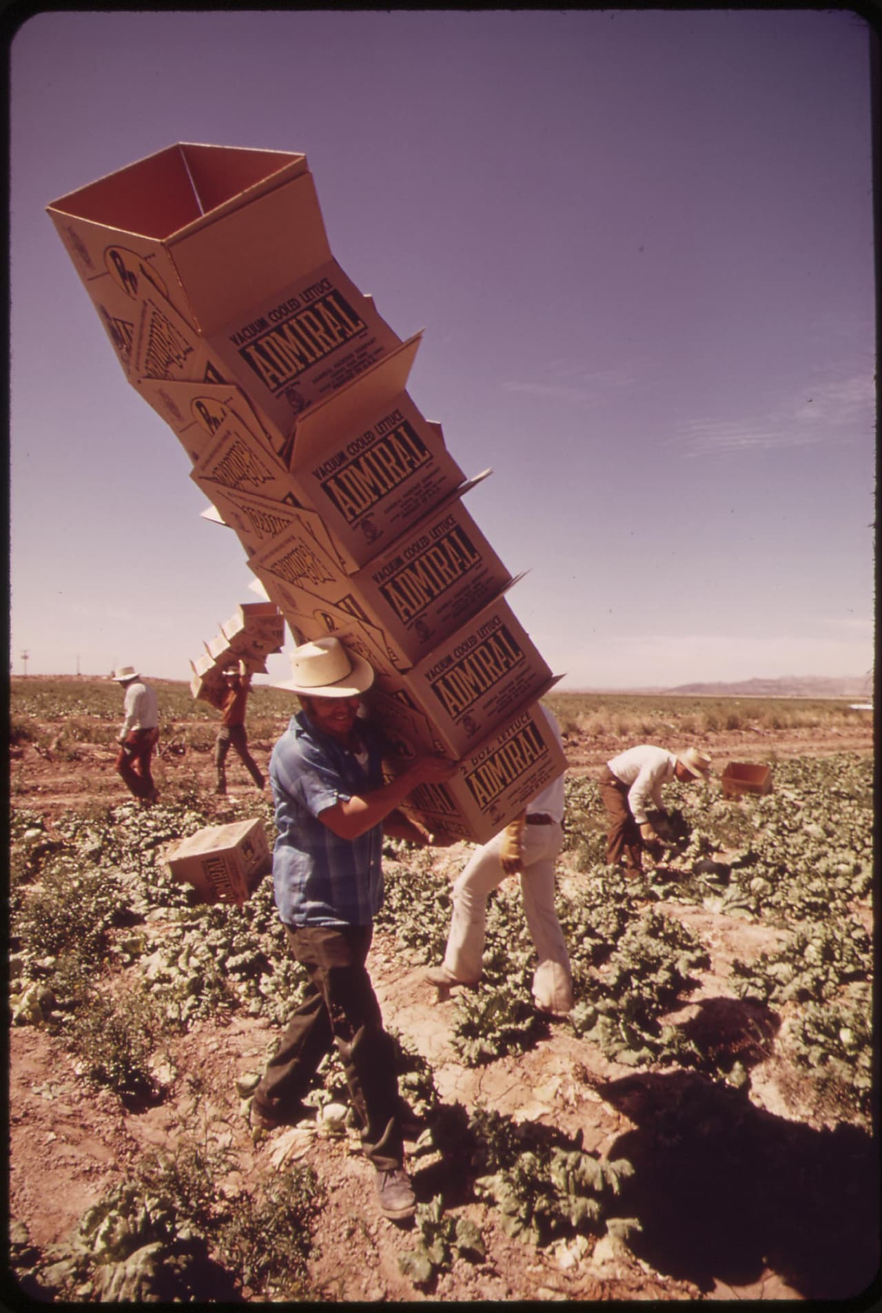 Agricultores en los campos de lechuga cerca de la frontera en Blyte, California. Mato de 1972.