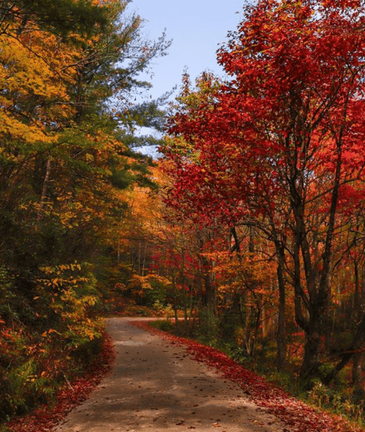 Este bosque nacional ubicado en el condado de Burke es la tercera área silvestre de mayor tamaño en Carolina del Norte. Lugar: Linville Gorge Wilderness, NC.