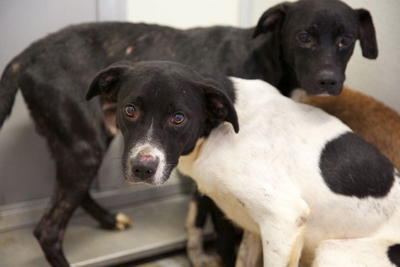 Los detectives agregaron que la vivienda del sospechoso no contaba con servicio eléctrico y que el piso estaba empapado y cubierto de los desechos de los canes.