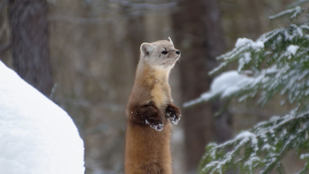 “Tenemos una buena idea de dónde tenemos un hábitat adecuado dentro del estado”, dijo Keller. “Nuestro próximo paso sería trabajar con algunos de nuestros grandes terratenientes públicos dentro del estado para tratar de identificar algunas áreas más específicas donde los liberaríamos”, puntualizó.