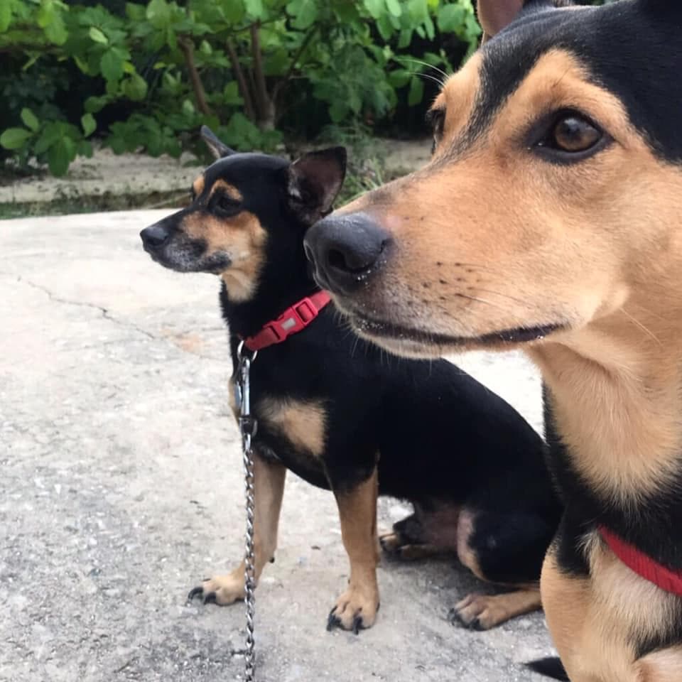 Choco y Bruno están listos para celebrar el Día de la Madre del #hijoperruno