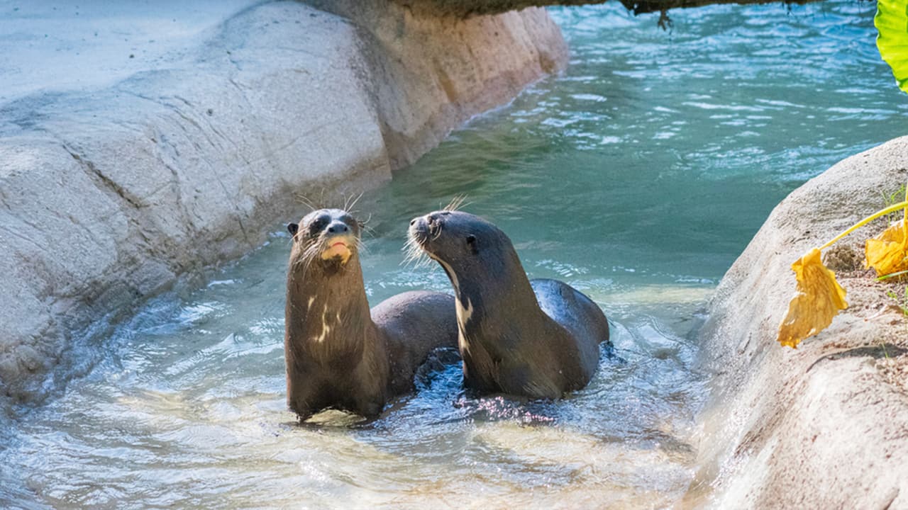 En el exuberante hábitat del Zoológico de Houston, destacan las nutrias gigantes de río.