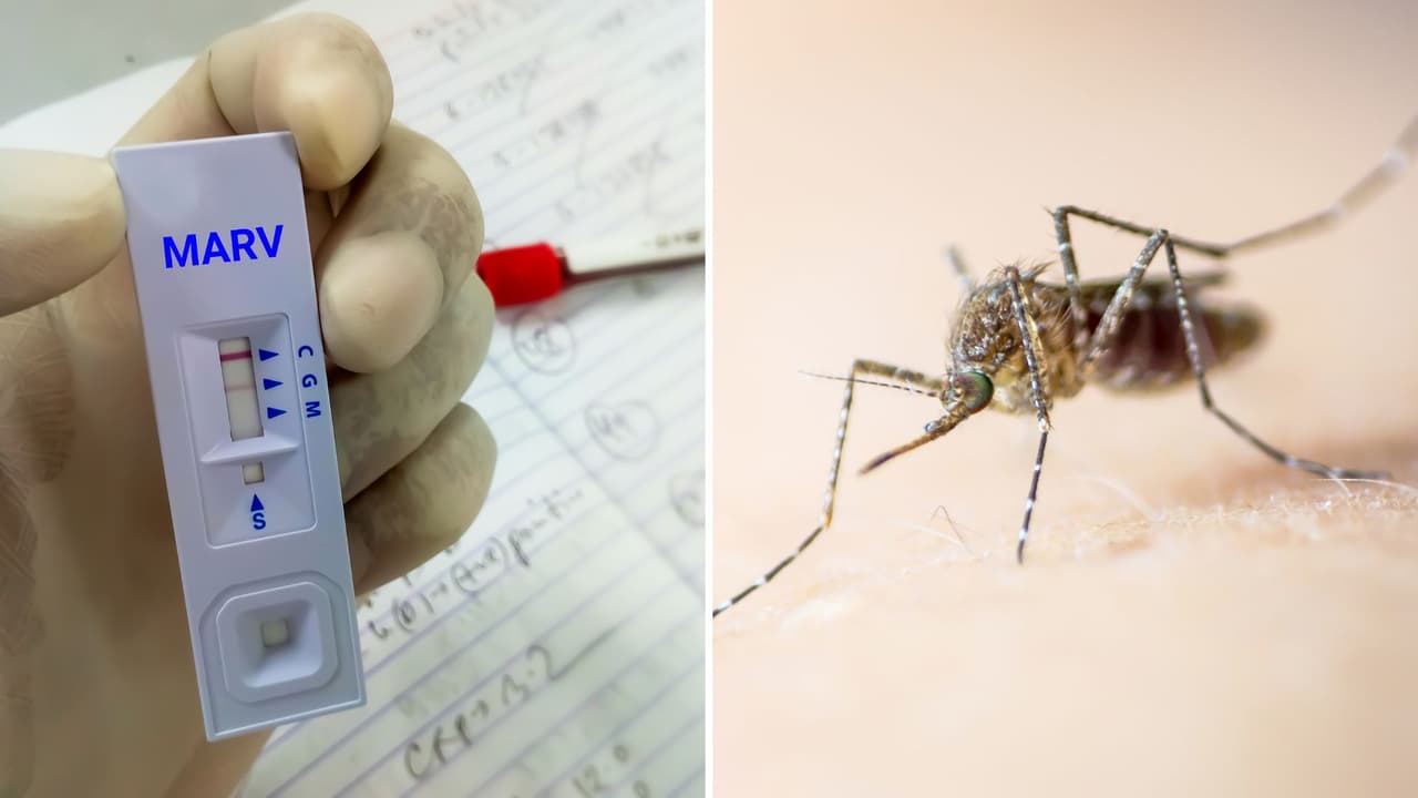 Aprende a identificar los síntomas del virus del Nilo Occidental: esto es lo que debes saber