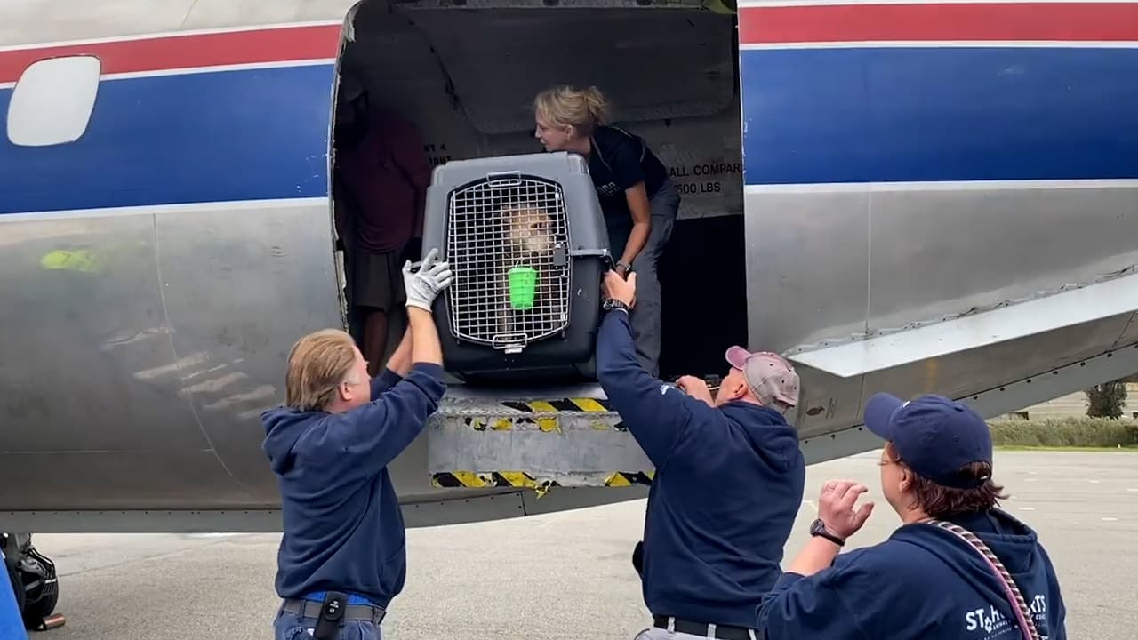 Noventa mascotas llegan a refugio de New Jersey desde Florida tras el paso del huracán Ian
