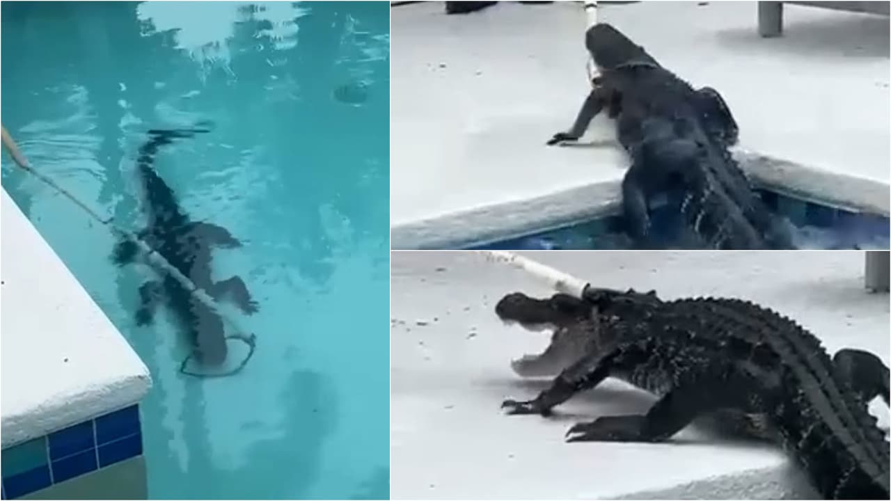Caimán de 7 pies de largo se resiste a que lo saquen de una piscina