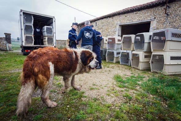 Sin duda, es mucho más práctico adoptar un perro que ya creció todo lo que tenía que crecer..