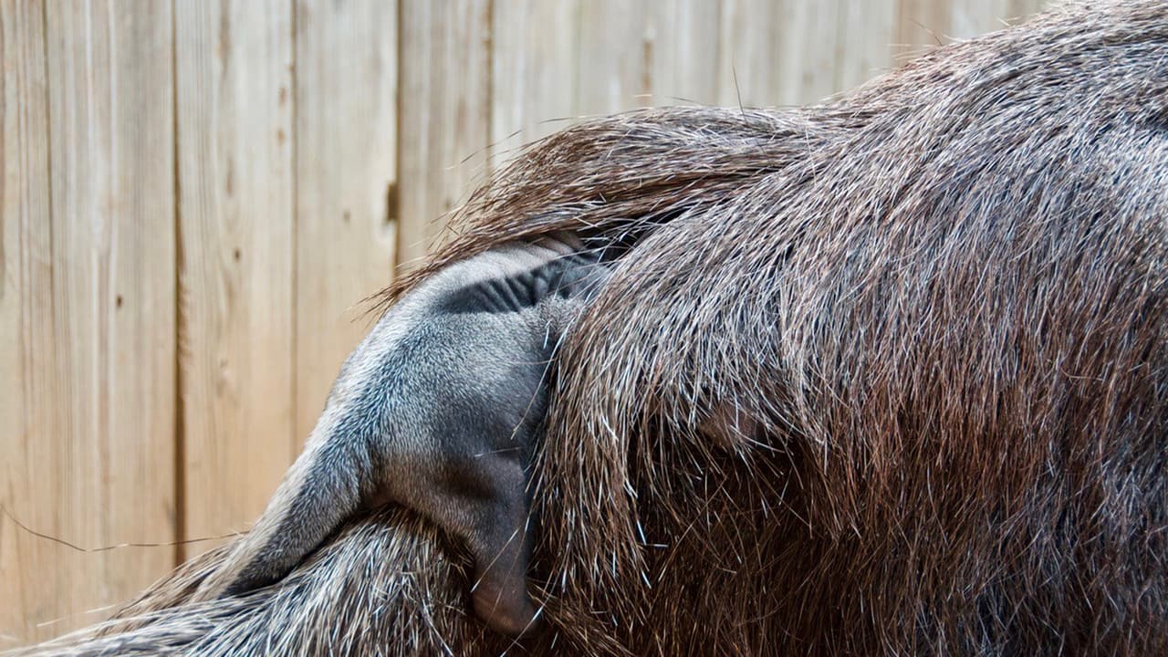 Los osos hormigueros gigantes pasan las primeras semanas de su vida aferrados a sus madres y generalmente se enganchan en la espalda durante casi 12 meses.
