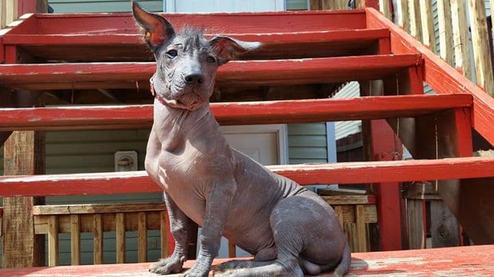 Presentadores, locutores y fans de Univision Chicago compartieron fotos de sus perros para festejarlos en su día. ¡Guau!