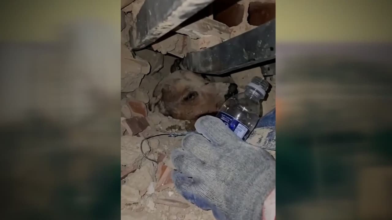 Rescatistas salvan a una mascota atrapada tras los terremotos en Venezuela