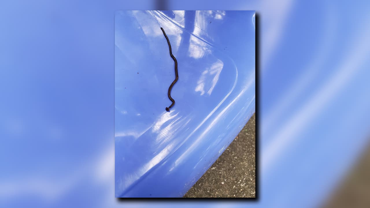 Se aconseja a las personas que no toquen los gusanos con las manos. Si tiene que despachar las lombrices, agrega, use agua caliente o colóquelas en toallas de papel secas para secarlas.