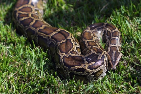 Los participantes son todo tipo de gente, aunque la mayoría son cazadores, que ya saben muy bien lo que hacen. Otros quieren colaborar para erradicar este animal de Florida y hay quienes vienen con sus hijos y toda la familia para vivir esta experiencia", explicó Pino.