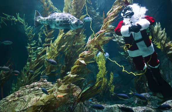 Prepárate para disfrutar del acuario repleto de decoraciones navideñas y hasta una exhibición de casas de jengibre.