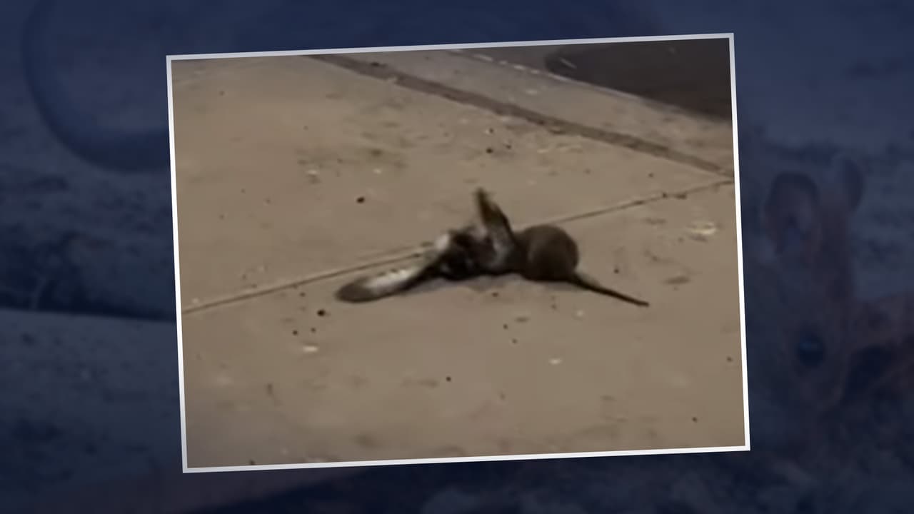 En video: Una rata y una paloma se enfrentan en Nueva York