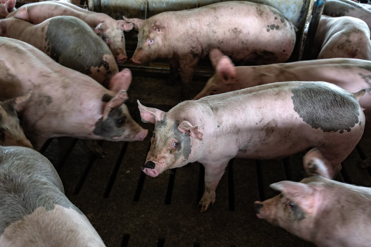 Mexico, the largest importer of US pork, announced that it will impose a 20% tariff, mostly hitting producers in Iowa. Many commentators said the trade war would hurt Republican support for Trump in the state. But it doesn't look that way, so far.