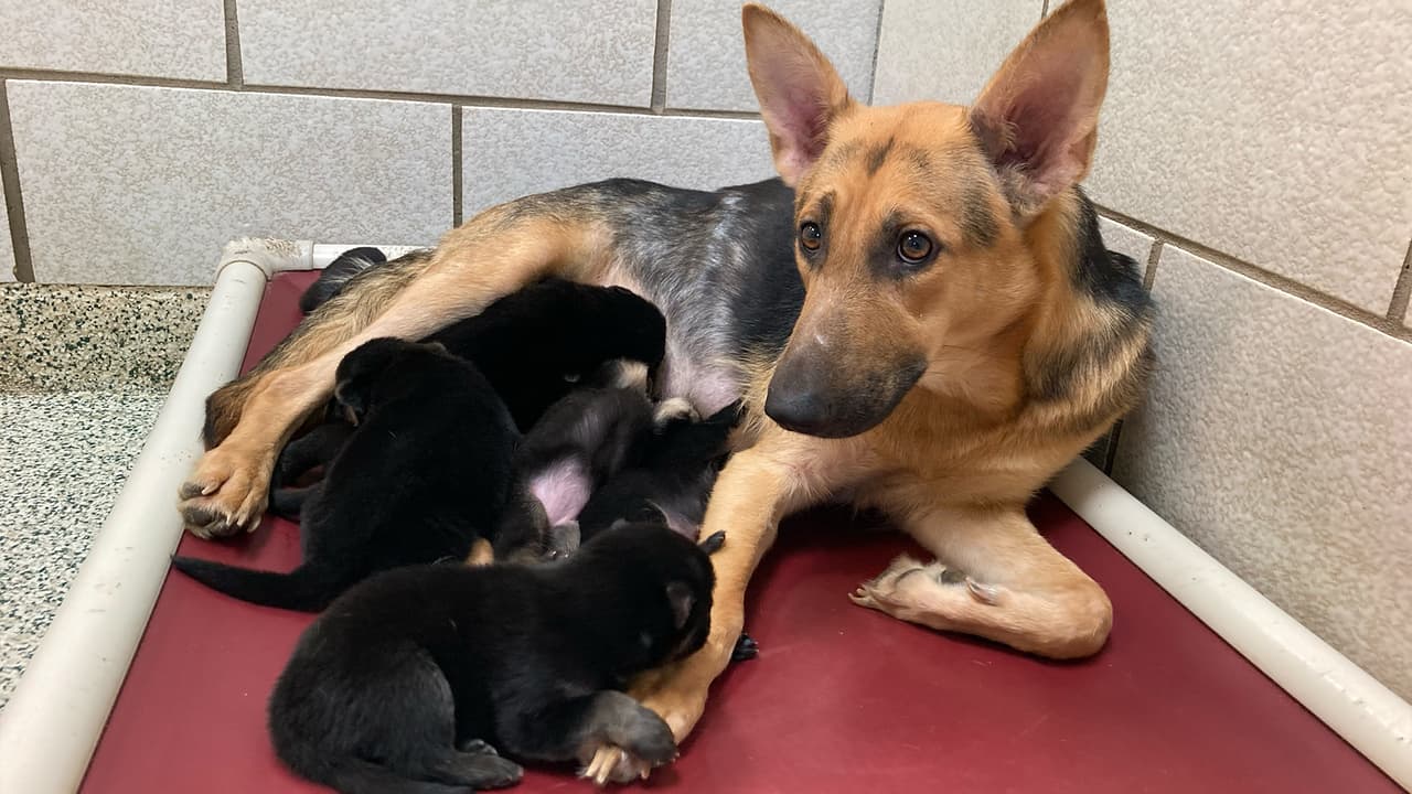 De los 27 perros, 13 son cachorros.