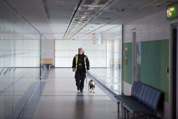 Los perros sean de búsqueda o no, son capaces de percibir el olor que los seres humanos despiden, pueden oler el miedo, los nervios, la tristeza y el enojo.